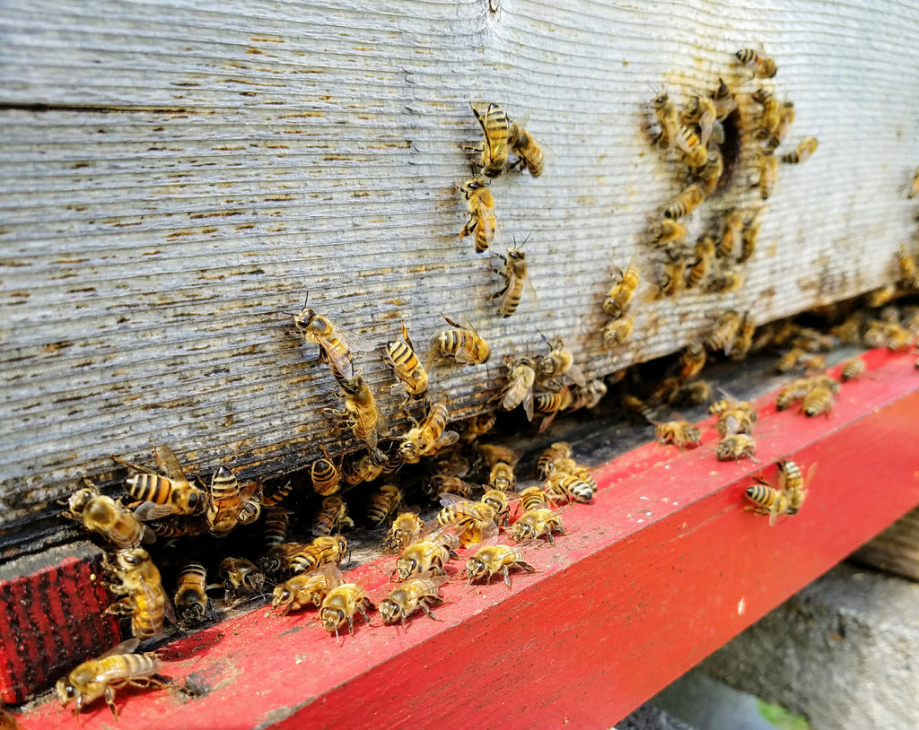 I Want to be a Beekeeper